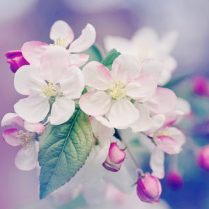 fleurs