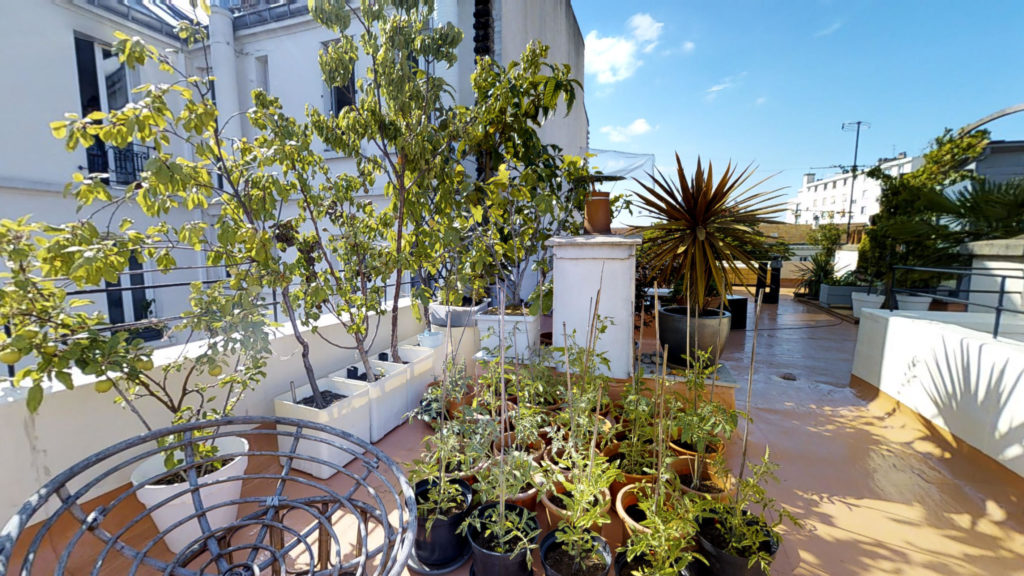 rooftop d'irma