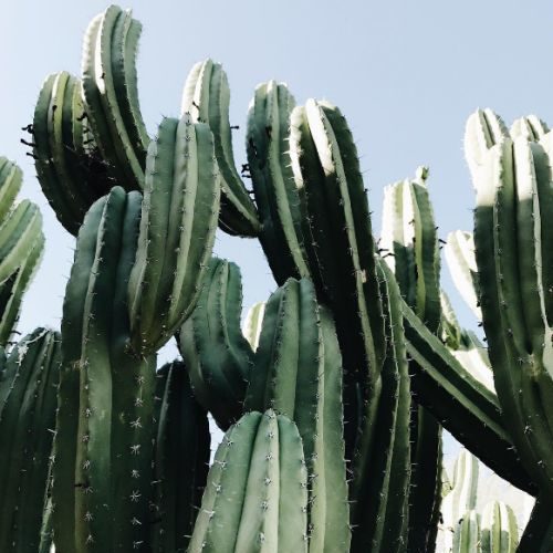cactus sky cactus sky