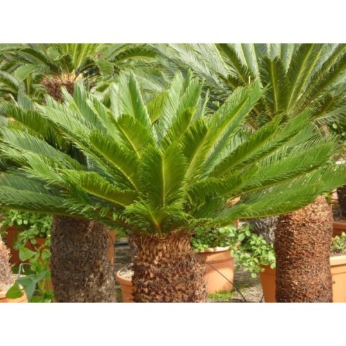 cycas-rvoluta cycas-rvoluta