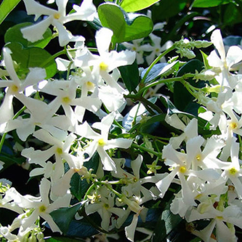 jasmin grimpant jasmin grimpant