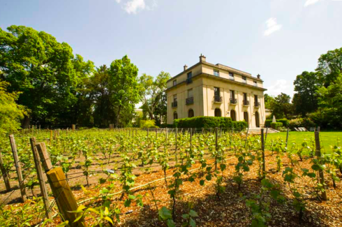 vigne bagatelle