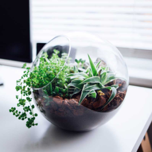 Terrarium