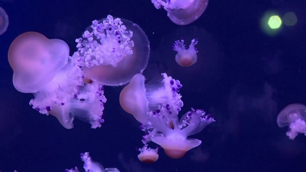 medusarium