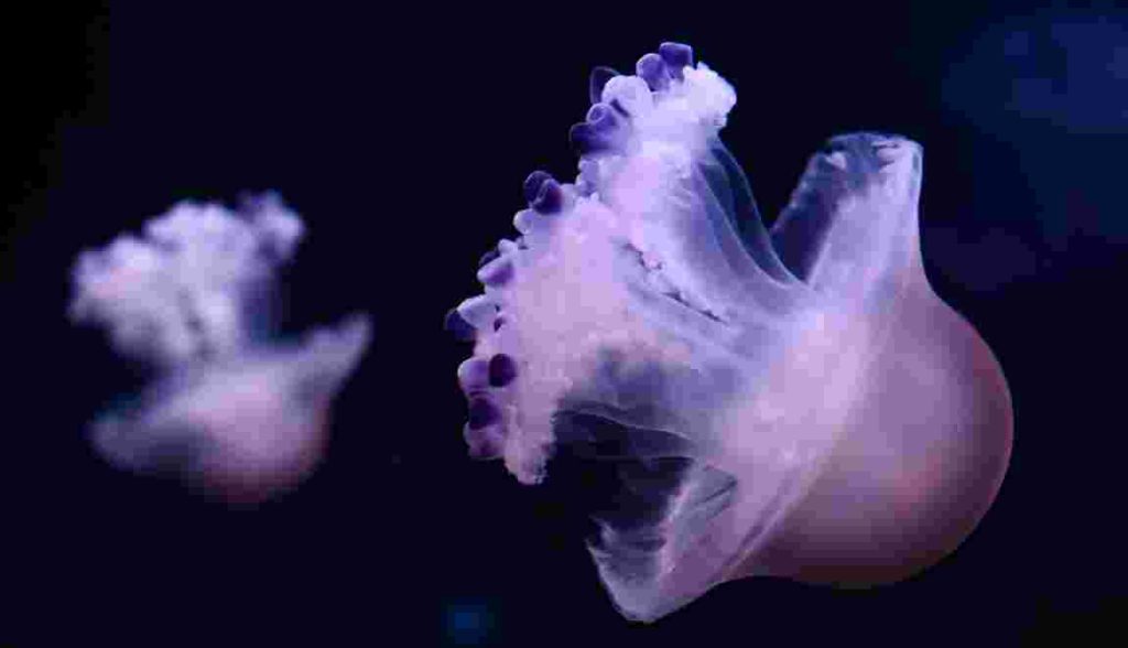medusarium