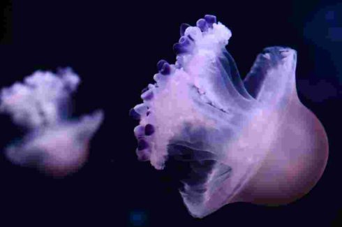 medusarium