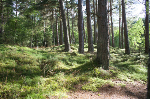 Forest'Action