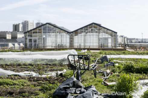 rooftop potager