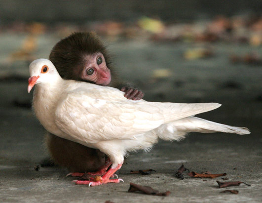 amour-animaux amour-animaux
